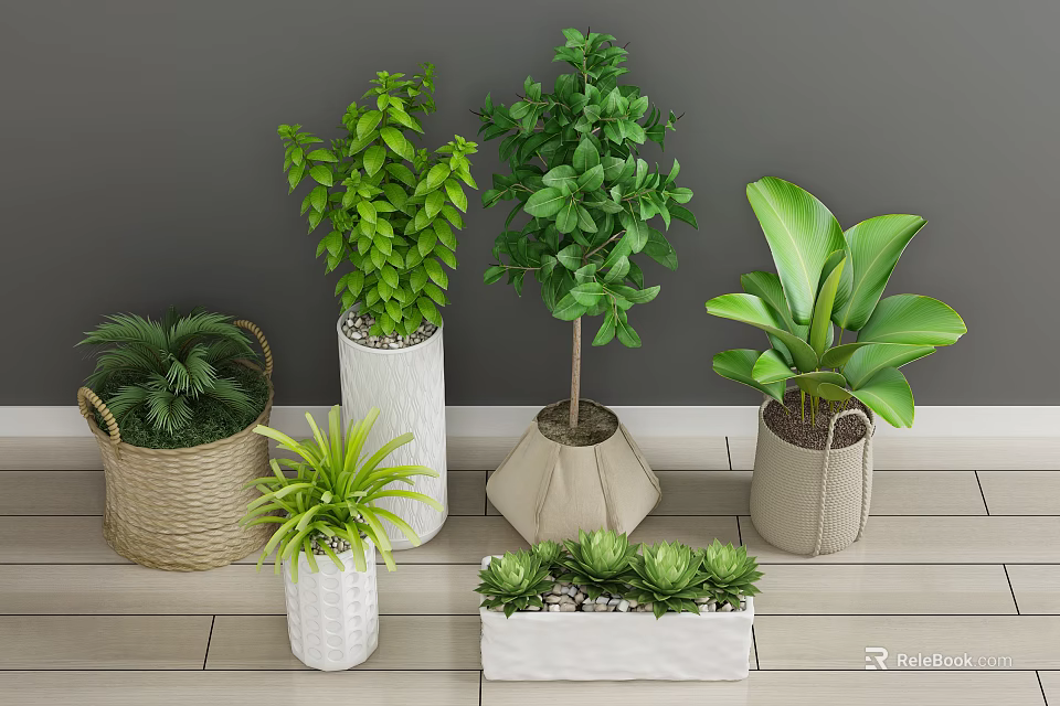 Bonsai Potted Plants with Green Leafy Small Trees Succulents in Various Pots on Wooden Floor 3d model 