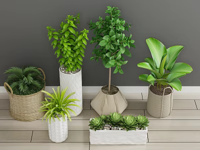 Bonsai Potted Plants with Green Leafy Small Trees Succulents in Various Pots on Wooden Floor 3d model