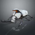White and Black Beetle with Orange Back Section and Black Horns on Reflective Dark Background