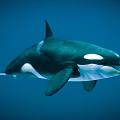 Majestic Orca Aquatic Animal Swimming Underwater in Clear Blue Ocean Waters