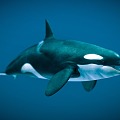 Modern Killer Whale 3d model