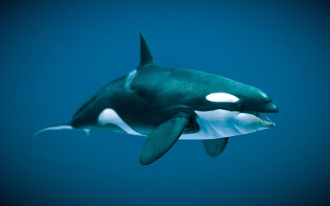 Modern Killer Whale 3d model