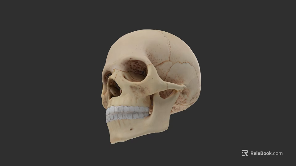 Detailed Human Skull Model Displaying Visible Teeth And Cranial Bone Structure 3d model