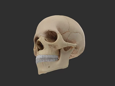 Detailed Human Skull Model Displaying Visible Teeth And Cranial Bone Structure 3d model