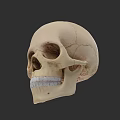 Detailed Human Skull Model Displaying Visible Teeth And Cranial Bone Structure 3d model