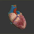 Human Chest Organ 3D Model of Heart With Red Pink Blue Vessels and Anatomical Structure