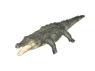 Large Crocodile With Open Mouth Scaly Skin And Long Tail On White Background 3d model