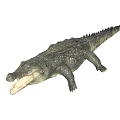 Large Crocodile With Open Mouth Scaly Skin And Long Tail On White Background