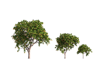 Three Trees of Varying Sizes with Green Leaves Trunks and Small Fruits 3d model