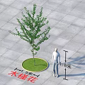 Hibiscus Arbor with 5m Diameter and 8m Height on Paved Ground 3d model