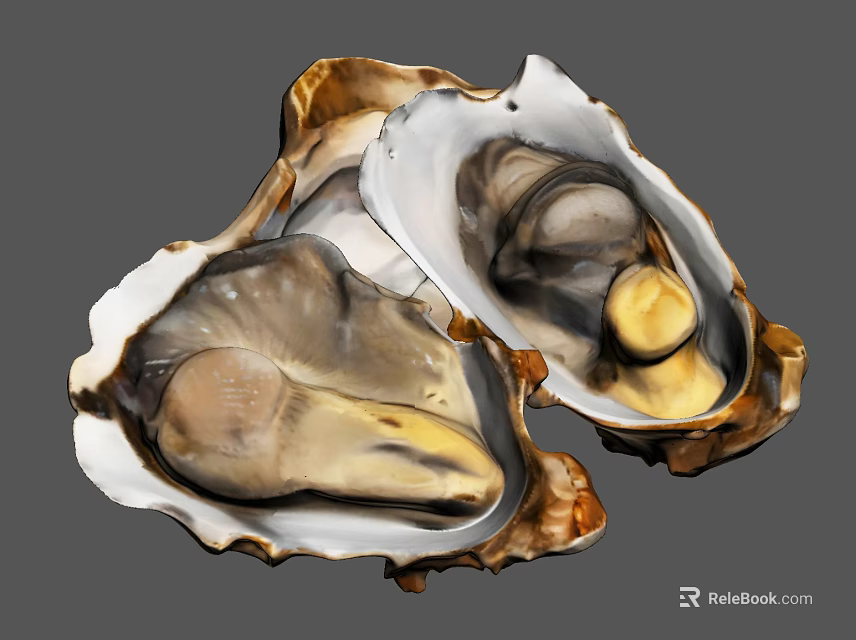 Fresh Open Aquatic Oysters with Natural Shells and Tender Juicy Meat Inside 3d model 
