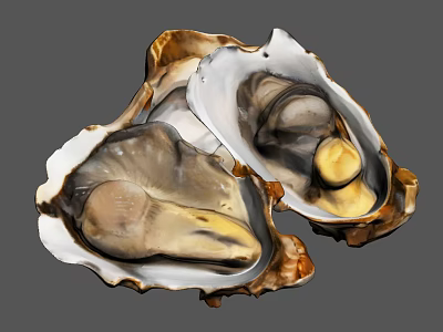 Fresh Open Aquatic Oysters with Natural Shells and Tender Juicy Meat Inside 3d model