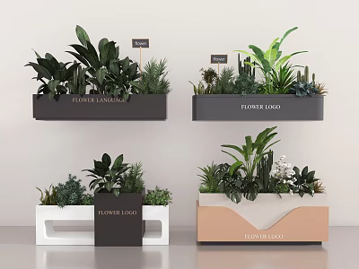 Bonsai Potted Plants in Colorful Rectangular Planters with Florist Logo for Indoor Decor 3d model