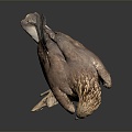 Modern eagle bird bird bird 3d model