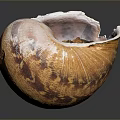 Natural Open Conch Shell with Brown Pink Exterior and Detailed Interior Texture
