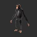 Standing Chimpanzee 3D Model With Realistic Features And Gray Background 3d model