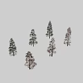 Tall Arbor Trees With Green And Brown Foliage In Natural Landscape Setting
