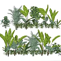Different Types of Green Plants For Indoor Home Decoration And Design