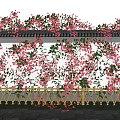 Vines With Red Flowers Covering White Wall And Golden Fence Under Blue Sky