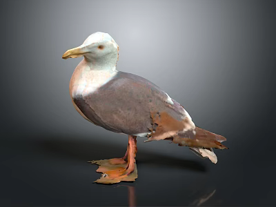White Gray and Brown Seagull With Yellow Beak Orange Legs Standing On Dark Surface 3d model