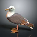 White Gray and Brown Seagull With Yellow Beak Orange Legs Standing On Dark Surface