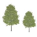 Two Arbor Trees with Green Dense Canopy and Straight Trunks on White Isolated Background 3d model