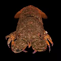 Spiny Lobster Displaying Brownish Red Exoskeleton And Purple Legs On Black Background