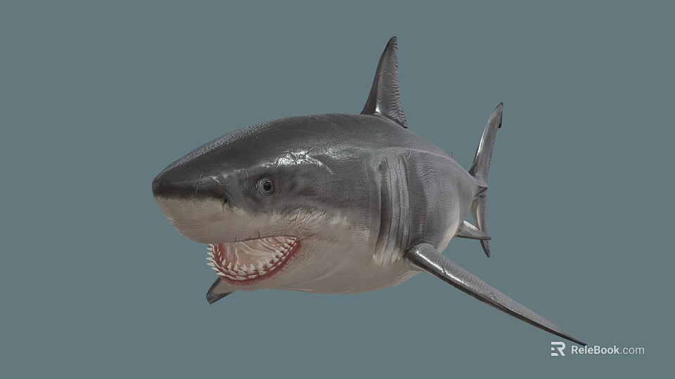 Realistic Gray Shark With Open Mouth Sharp Teeth And Dorsal Fin 3d model