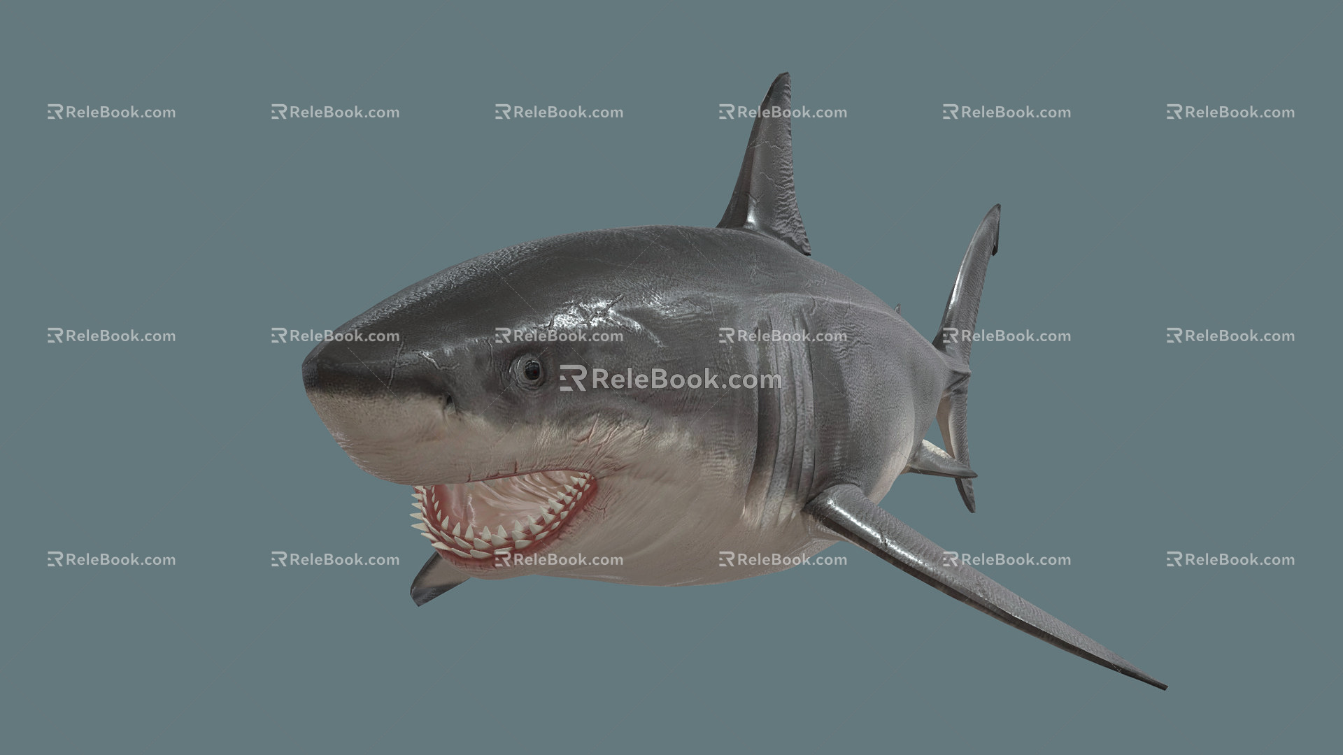 Modern Shark Cartoon Shark 3d model