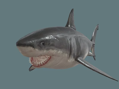 Realistic Gray Shark With Open Mouth Sharp Teeth And Dorsal Fin 3d model