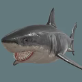 Realistic Gray Shark With Open Mouth Sharp Teeth And Dorsal Fin 3d model