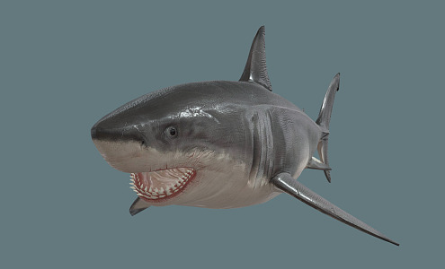 Modern Shark Cartoon Shark 3d model