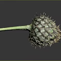 Unique Thorny Plant With Green Stem And Scaly Structure On Dark Background