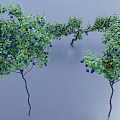 Healthy Blueberry Bushes With Green Foliage And Ripe Blue Fruits