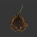 Brown Ray Displaying Flat Body Long Tail And Two Visible Eyes 3d model