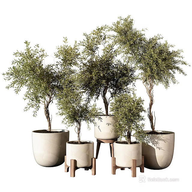 Multiple Potted Bonsai Plants With Green Foliage In Ceramic Pots And Wooden Stands 3d model 