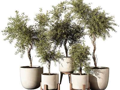 Multiple Potted Bonsai Plants With Green Foliage In Ceramic Pots And Wooden Stands 3d model