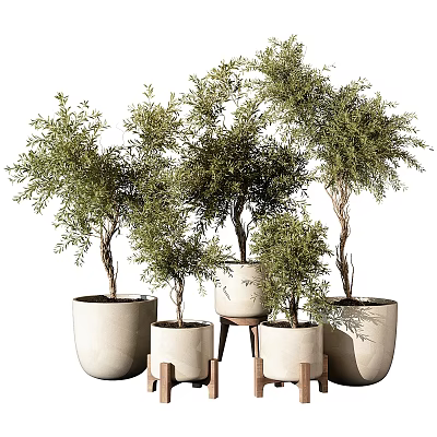 Multiple Potted Bonsai Plants With Green Foliage In Ceramic Pots And Wooden Stands 3d model