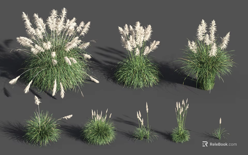 Different Types of Ornamental Flowering Grasses with White Plumes and Green Foliage 3d model 
