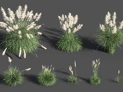 Different Types of Ornamental Flowering Grasses with White Plumes and Green Foliage 3d model