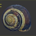 Natural Spiral Shell Decorative Ornament Set With Brown Yellow White Texture For Home Decor