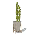 Tall Decorative Bonsai Cactus Plant in White Pot on Wooden Stand