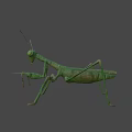 Realistic Green Praying Mantis 3D Model With Detailed Body Structure