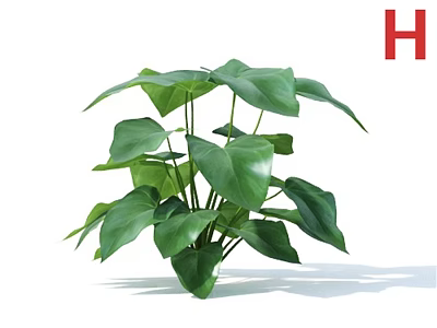 Fresh Green Plant With Large Leaves In Decorative Vase For Indoor Decor 3d model