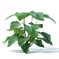 Fresh Green Plant With Large Leaves In Decorative Vase For Indoor Decor