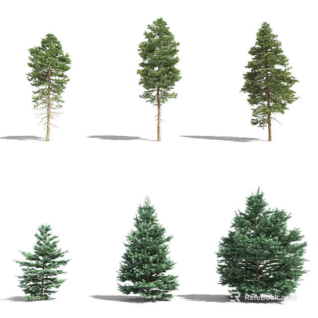 Different Coniferous Trees With Green Foliage In Various Sizes And Shapes 3d model 