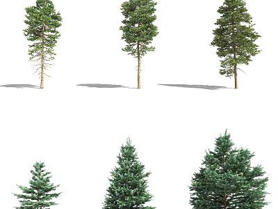 Different Coniferous Trees With Green Foliage In Various Sizes And Shapes 3d model