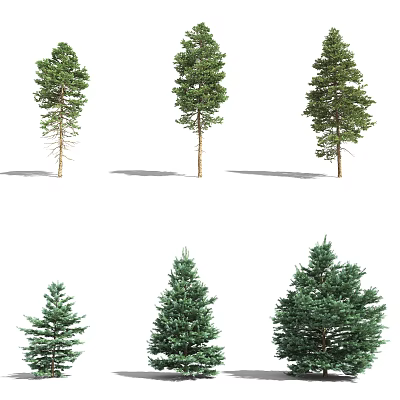 Different Coniferous Trees With Green Foliage In Various Sizes And Shapes 3d model