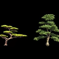 Two Green Arbor Trees With Curved And Upright Branches Against Black Background