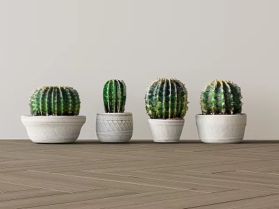 Four Green Cactus Potted Plants In White Pots On Wooden Floor With Light Background 3d model